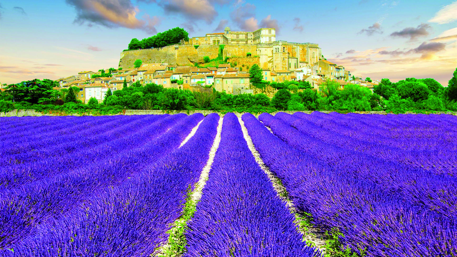 Summer in France means fields of lavender